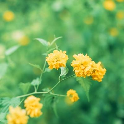 路虎模拟器中文版下载